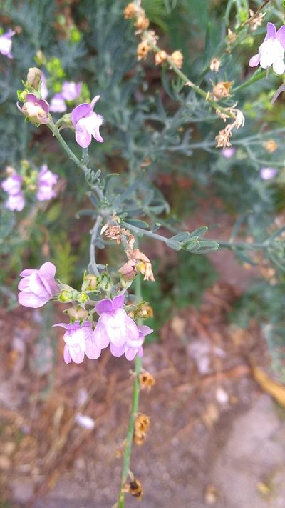 Linaria capraria, photographed by Ulrike Gamper