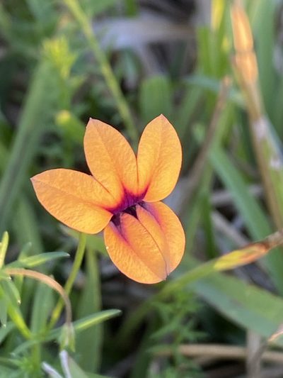 Monopsis scabra, photographed by Dave U