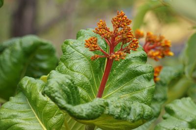 Palicourea rigida, photographed by Martin Kalfatovic