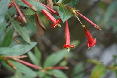 Augusta longifolia, photographed by Martin Kalfatovic