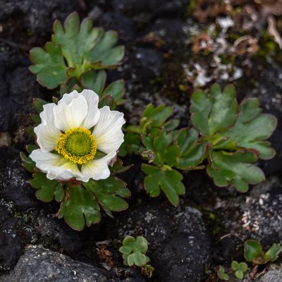 Ranunculus glacialis, photographed by Piotr Lukasik