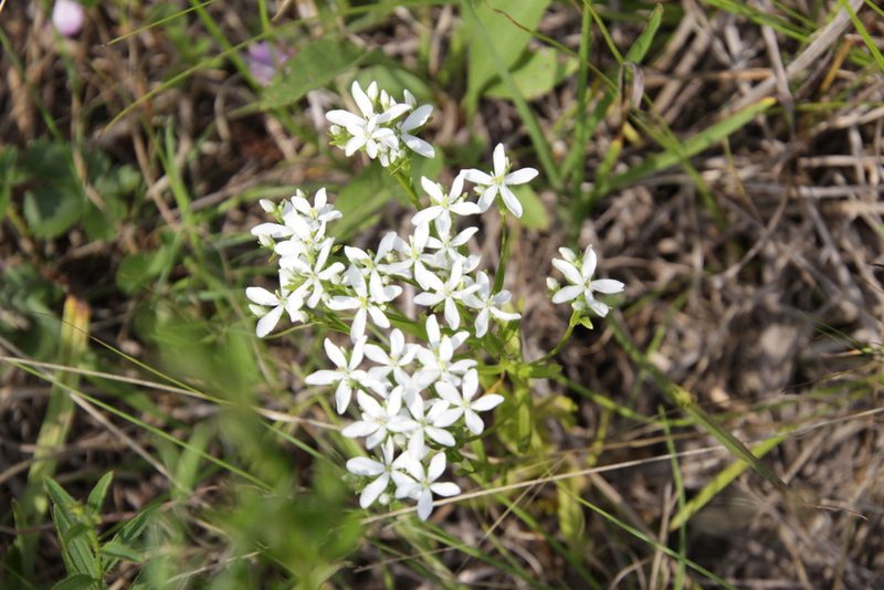 Sabatia quadrangula, photographed by Kathy Richardson