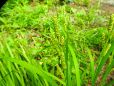 Carex shortiana, photographed by Tom Field