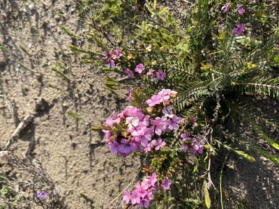 Acmadenia obtusata, photographed by Christina