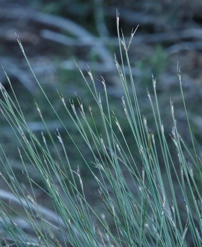 Schoenus quadrangularis, photographed by Tony Rebelo