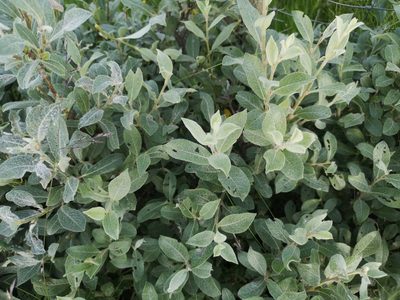 Salix glauca, photographed by Jens-Christian Svenning