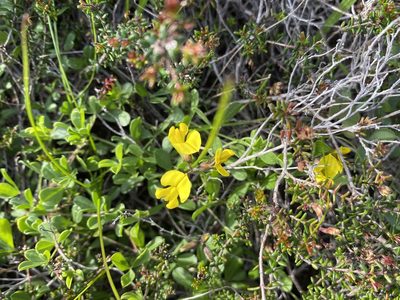 Lotononis umbellata, photographed by Christina