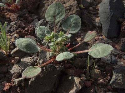 Chorizanthe corrugata, photographed by Jim Morefield