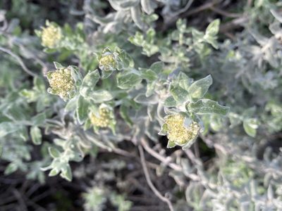 Helichrysum dasyanthum, photographed by Christina