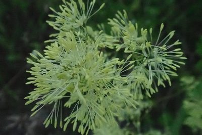 Thalictrum flavum, photographed by anbalemans