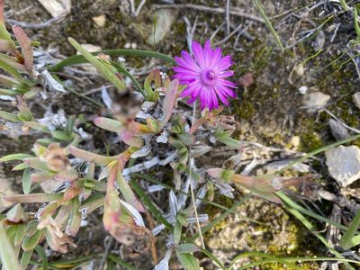 Ruschia calcicola, photographed by Christina
