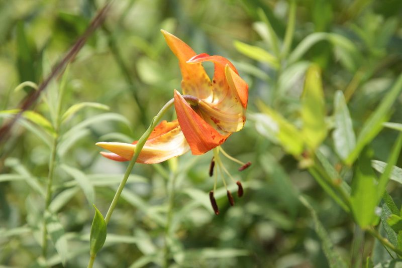 Lilium superbum, photographed by Kathy Richardson
