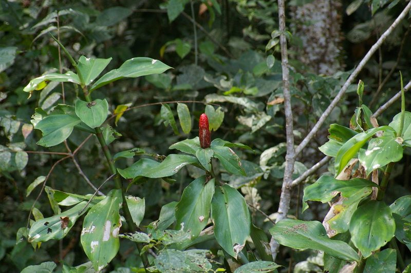 Costus scaber, photographed by Don Johnston
