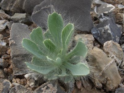 Arctomecon merriamii, photographed by Jim Morefield