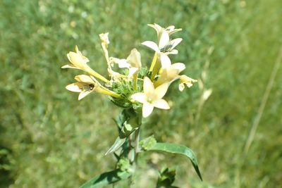 Collomia grandiflora, photographed by Steve Woodward