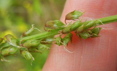 Melilotus altissimus, photographed by Jon Mortin