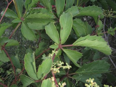 Cyphostemma congestum, photographed by Robert Taylor