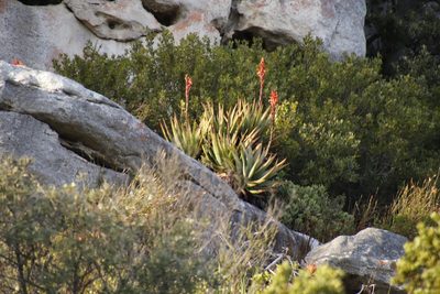 Aloe succotrina, photographed by Tony Rebelo