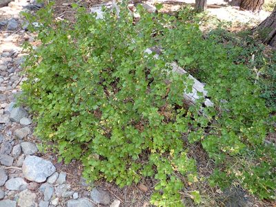 Ribes nevadense, photographed by Steve Woodward