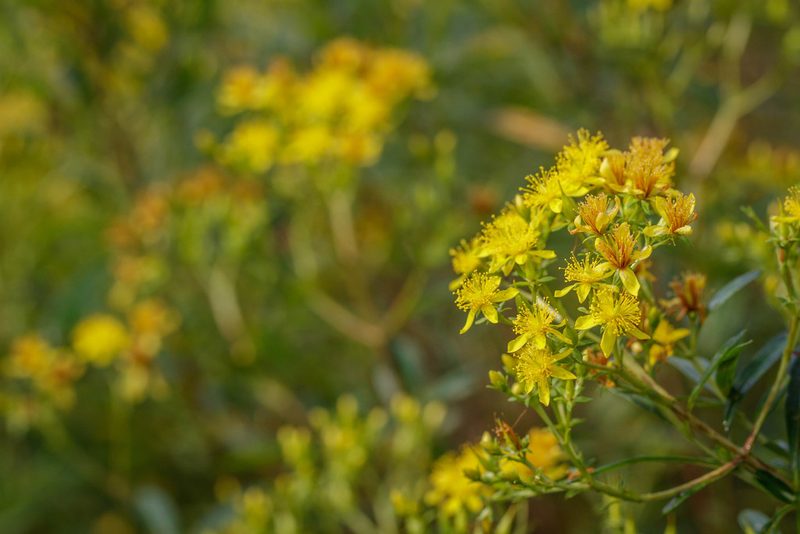 Hypericum densiflorum, photographed by kirk gardner