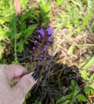 Liatris microcephala, photographed by Kristi Zoebelein