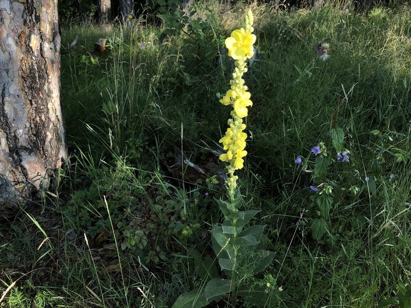 Verbascum densiflorum, photographed by Pavel Kacl