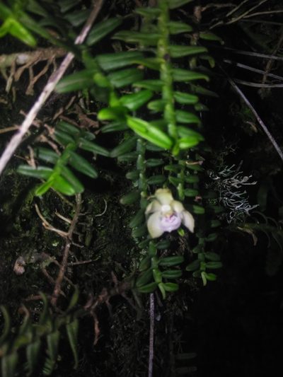 Dichaea squarrosa, photographed by Manuel Nicolás Madrigal Pérez