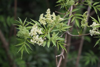 Sambucus sieboldiana, photographed by harum.koh