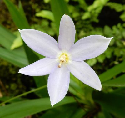Xerophyta elegans, photographed by Henry de Lange
