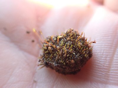Ruficaulis rufescens, photographed by Randal