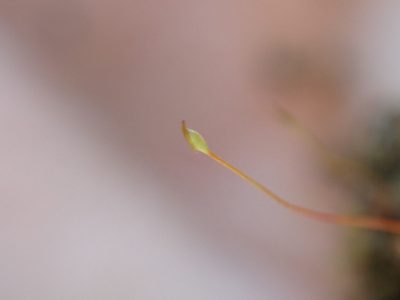 Ruficaulis rufescens, photographed by Randal