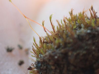 Ruficaulis rufescens, photographed by Randal