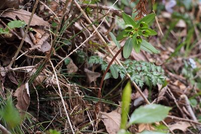 Euphorbia sieboldiana, photographed by harum.koh