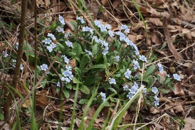 Nihon japonicum, photographed by harum.koh