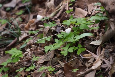 Oxalis nipponica, photographed by harum.koh