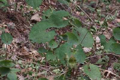 Eomecon chionantha, photographed by harum.koh