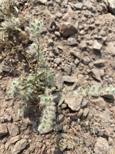 Cryptantha ambigua, photographed by Matt Berger