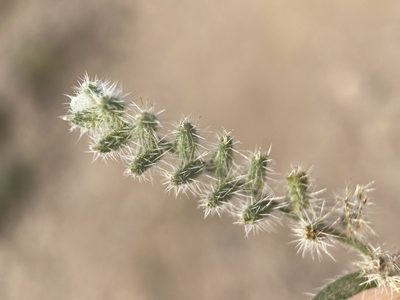 Cryptantha ambigua, photographed by Matt Berger