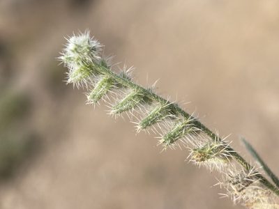 Cryptantha ambigua, photographed by Matt Berger