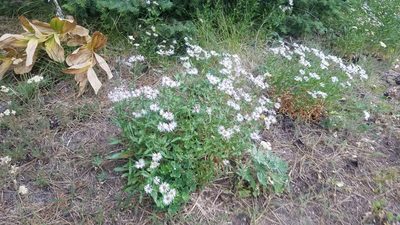 Erigeron speciosus, photographed by Mitch Van Dyke