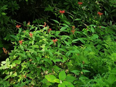 Monarda didyma, photographed by Jody Shugart