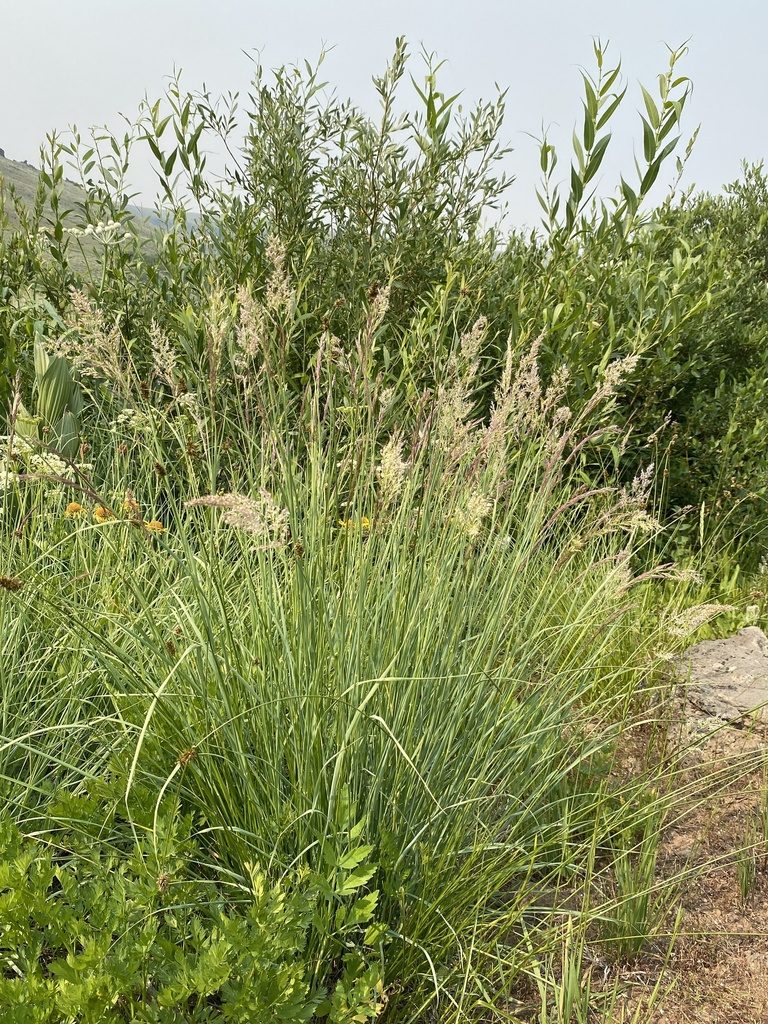 Calamagrostis utsutsuensis, photographed by Matt Berger