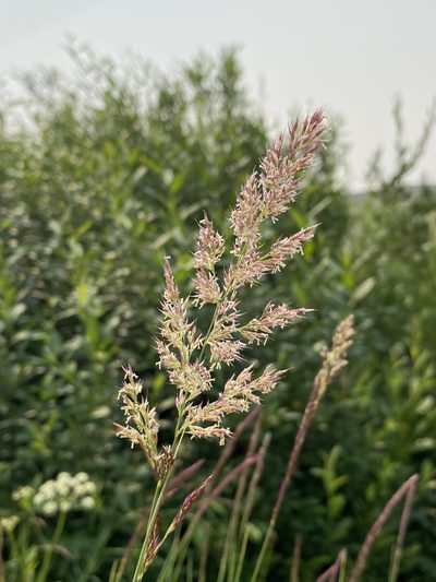 Calamagrostis utsutsuensis, photographed by Matt Berger