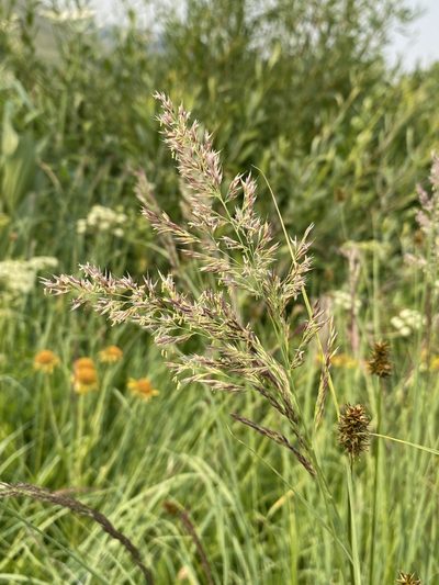 Calamagrostis utsutsuensis, photographed by Matt Berger