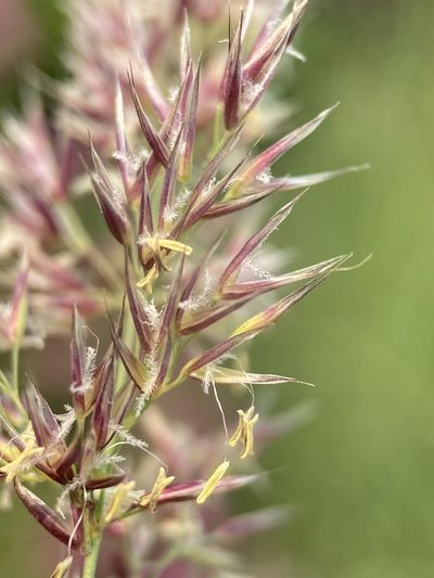 Calamagrostis utsutsuensis, photographed by Matt Berger