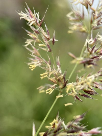 Calamagrostis utsutsuensis, photographed by Matt Berger