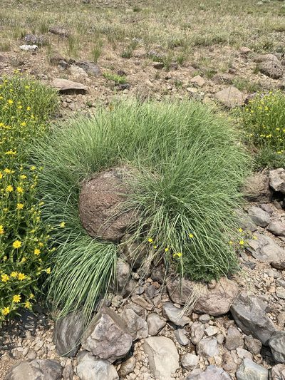 Calamagrostis utsutsuensis, photographed by Matt Berger