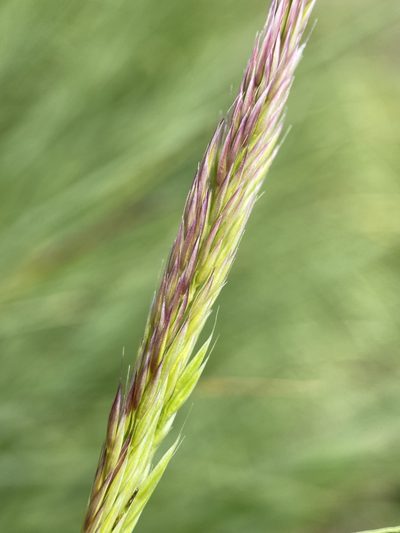 Calamagrostis utsutsuensis, photographed by Matt Berger