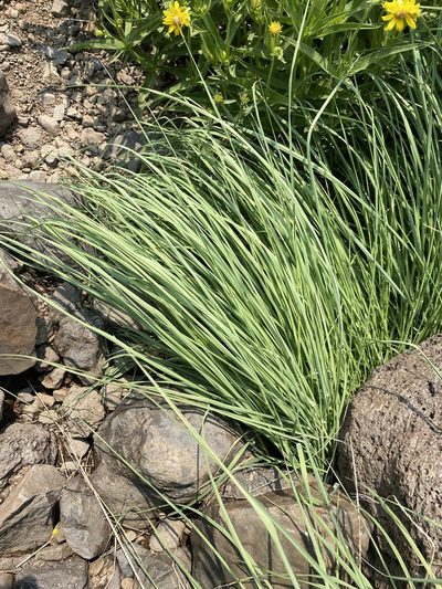 Calamagrostis utsutsuensis, photographed by Matt Berger