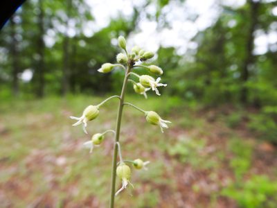 Borodinia canadensis, photographed by Tom Field